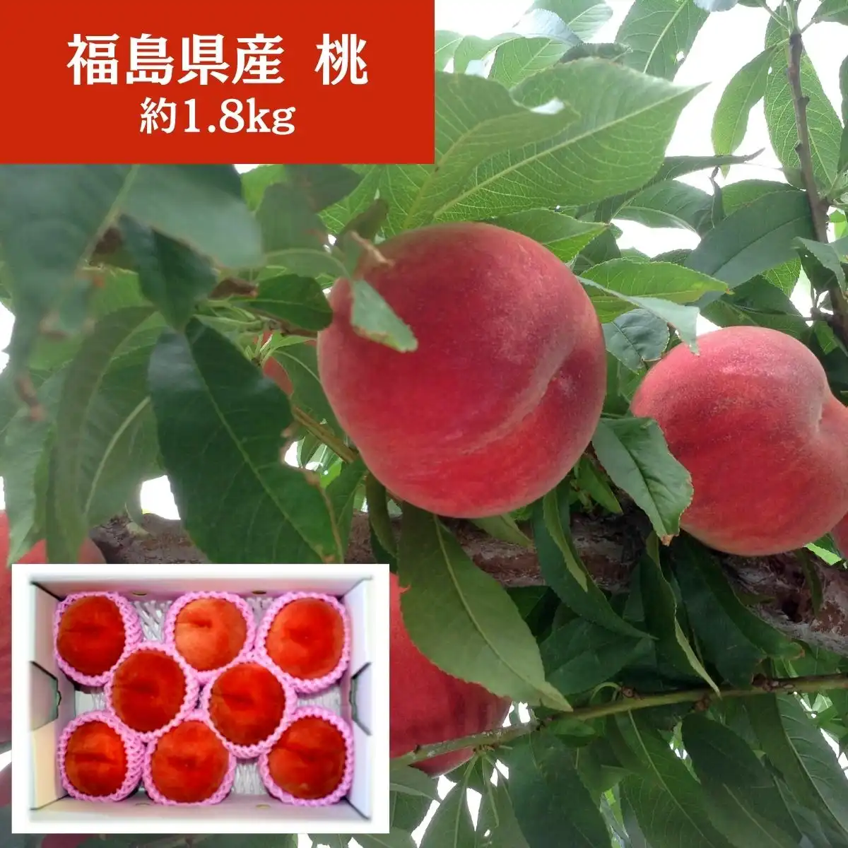まるせい果樹園の桃（約1 .8kg） (福島県産)【出荷開始日：7月中旬頃～順次出荷予定】