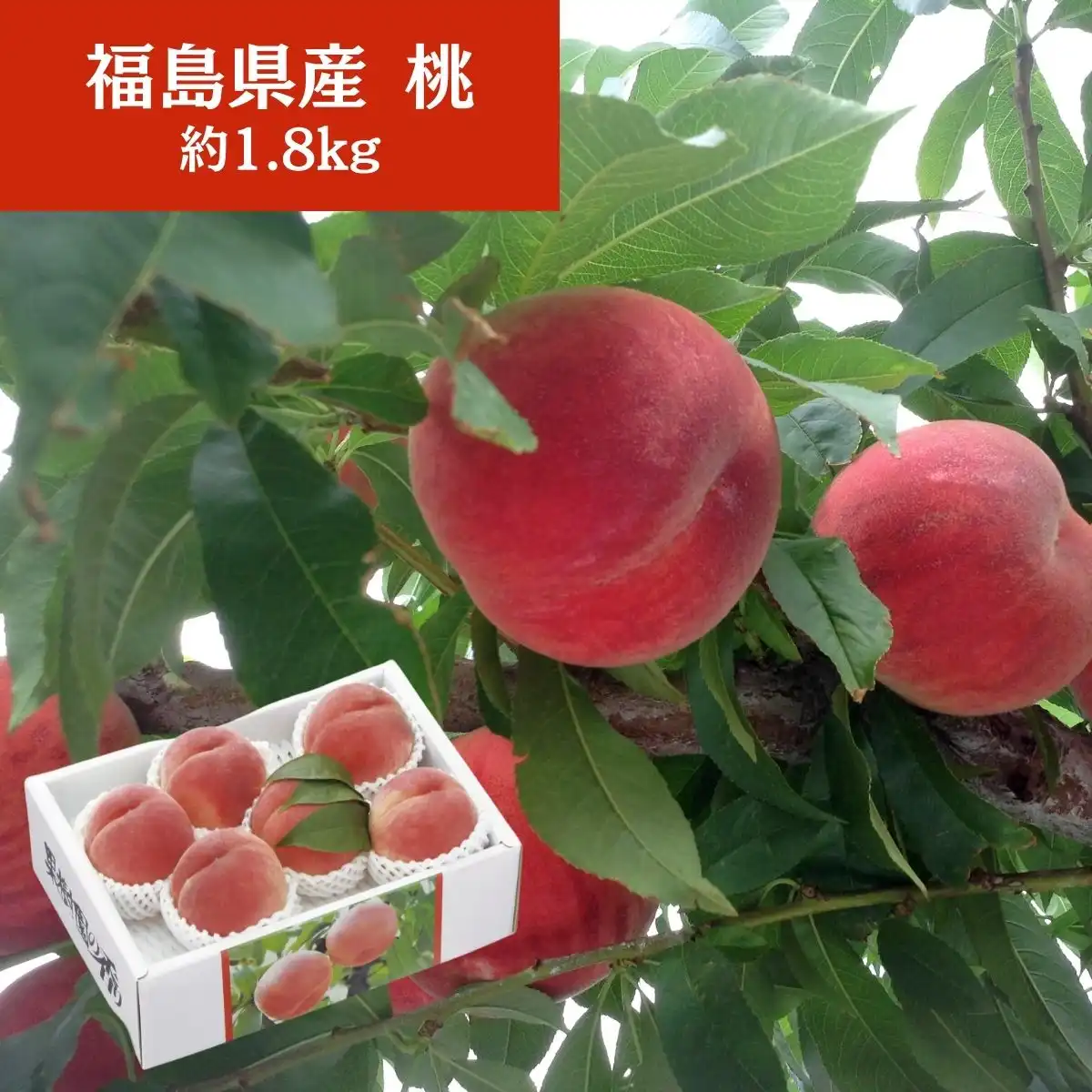 まるせい果樹園の桃 化粧箱(6～9個入)約1.8kg(福島県産)【出荷開始日：7月中旬頃～順次出荷予定】