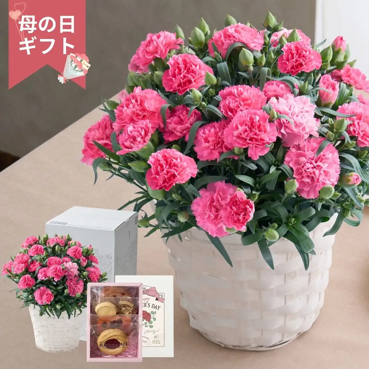 【母の日専用】ホシファーム カーネーション鉢＆焼菓子アソート5個 (承り期間：4月28日まで) ※メーカー直送品